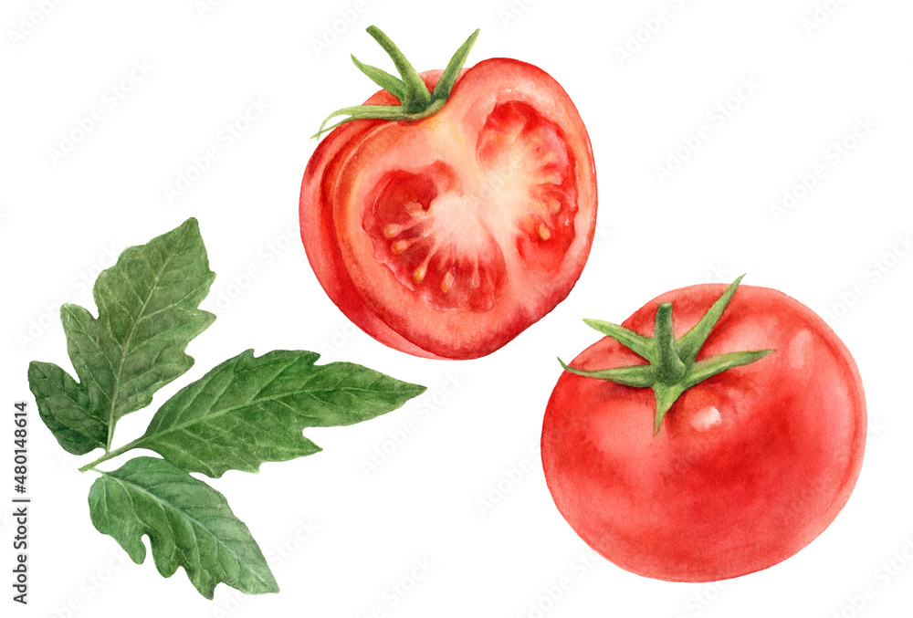 Fototapeta premium Plums watercolor illustration isolated on white background
