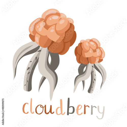Fresh and tasty northern hand drawn cloudberry