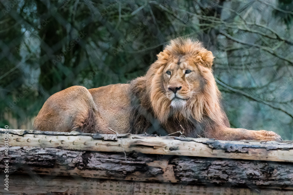 Naklejka premium King of Devon