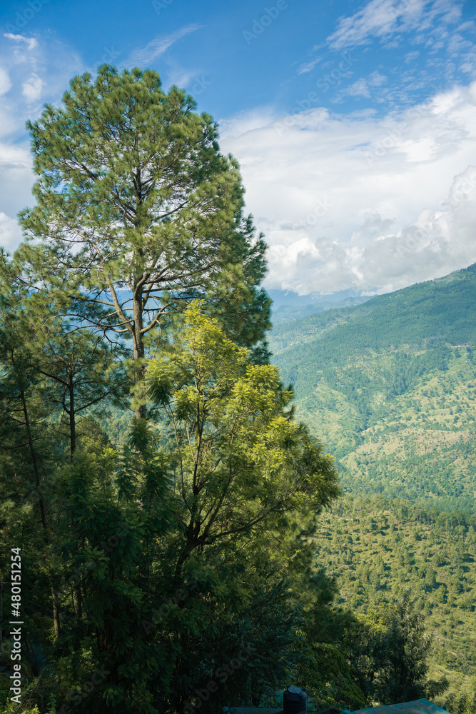 Trees in the mountains in Almora, Uttarakhand, India