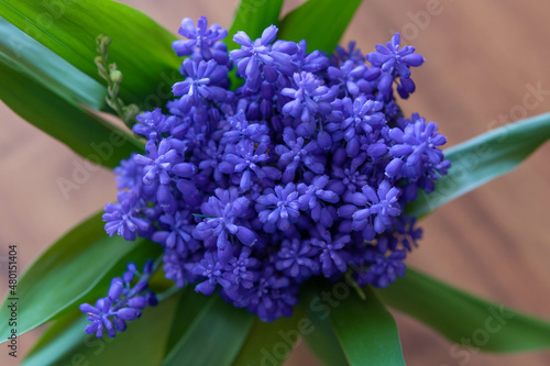 Bouquet of blue muscari flowers. Bulbous plant, symbol of spring. Grape hyacinth plant.