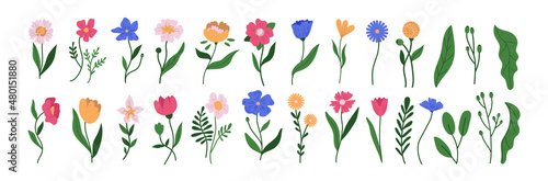 botanical plant simple vector doodle flower illustrations  spring and summer plants and foliage isolated on a white background 