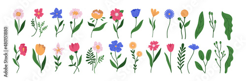 botanical plant simple vector doodle flower illustrations, spring and summer plants and foliage isolated on a white background 
