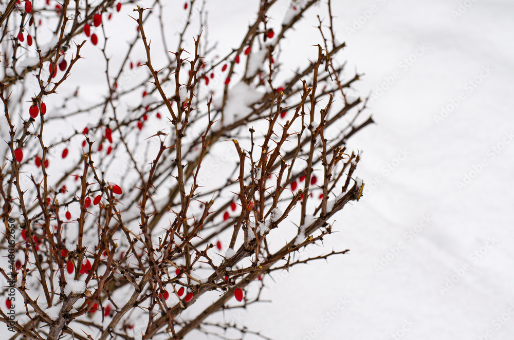 Garden ornamental shrubs under white snow. Studio Photo Garden ornamental shrubs under white snow. Studio Photo