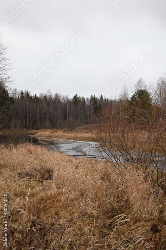 river in the forest
