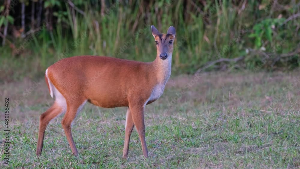 Barking Deer, Muntiacus muntjak a female raises its head to look towards the camera while grazing in Khao Yai National Park. Barking Deer, Muntiacus muntjak a female raises its head to look towards the camera while grazing in Khao Yai National Park.