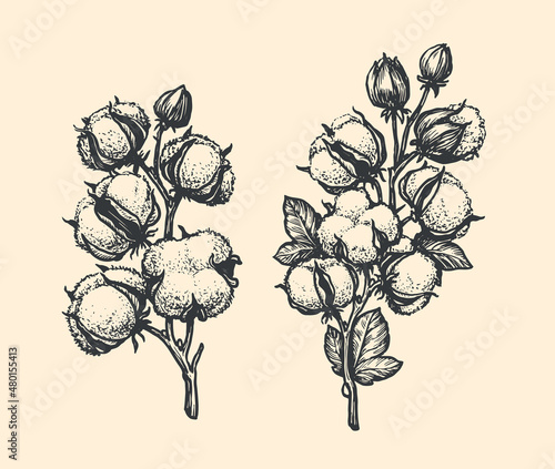 Cotton branch hand drawn sketch. Flower vector illustration