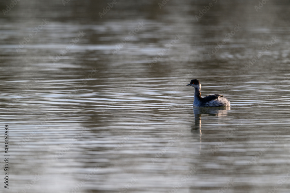 Fototapeta premium Delta del Po