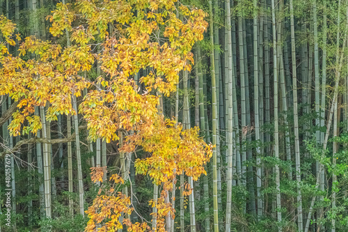 紅葉と竹
