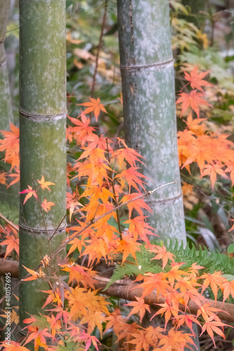 紅葉と竹
