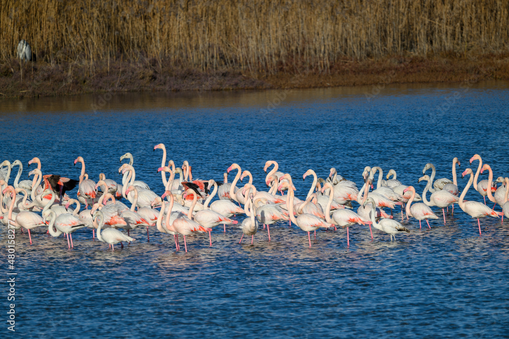 Naklejka premium Delta del Po