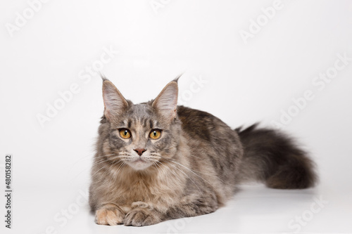 Funny large longhair gray kitten with beautiful big brawn eyes. Lovely fluffy cat Maine Coon breed lying on white table. Free space for text. © KDdesignphoto