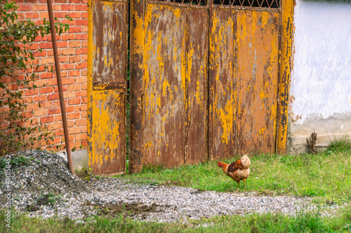 A chicken near the old shabby brown gate of a village house. Chicken in the village. photo