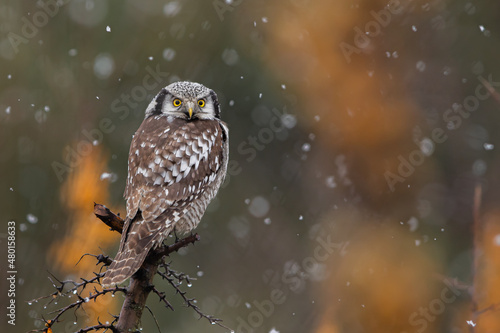 Sowa jarzębata (Northern hawk Owl) Surnia ulula
