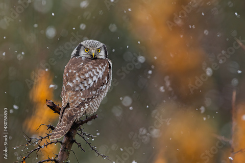 Obraz na płótnie Sowa jarzębata (Northern hawk Owl) Surnia ulula w salonie