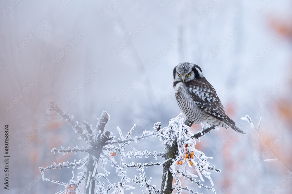 Sowa jarzębata (Northern hawk Owl) Surnia ulula - obrazy, fototapety, plakaty 