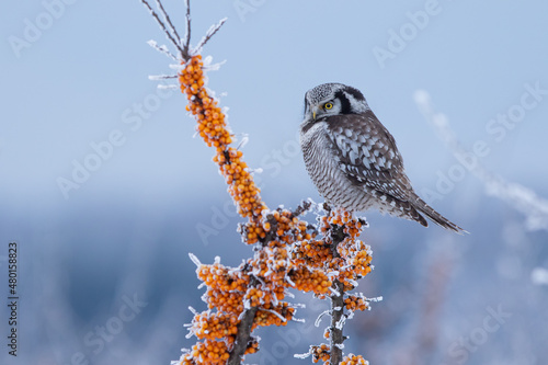 Sowa jarzębata (Northern hawk Owl) Surnia ulula