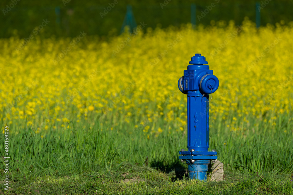 Niebieski przydrożny hydrant, stojący na tle pola rzepaku. - obrazy, fototapety, plakaty 