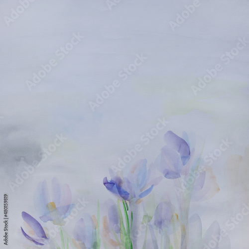 Crocuses on white. Spring flowers background. Pastel colors wallpaper with copy space. Delicate artwork with space for text. Simplicity concept.