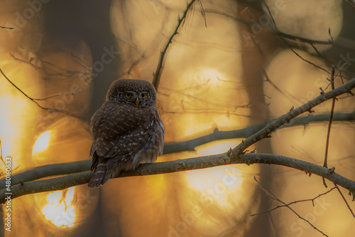 Sóweczka (Pygmy owl) Glaucidium passerinum