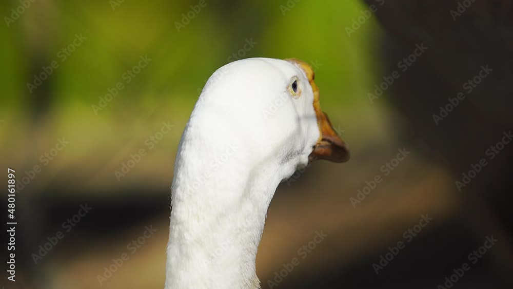 Close up beautiful white goose head on a bright sunny day with blur nature background. Close up beautiful white goose head on a bright sunny day with blur nature background.