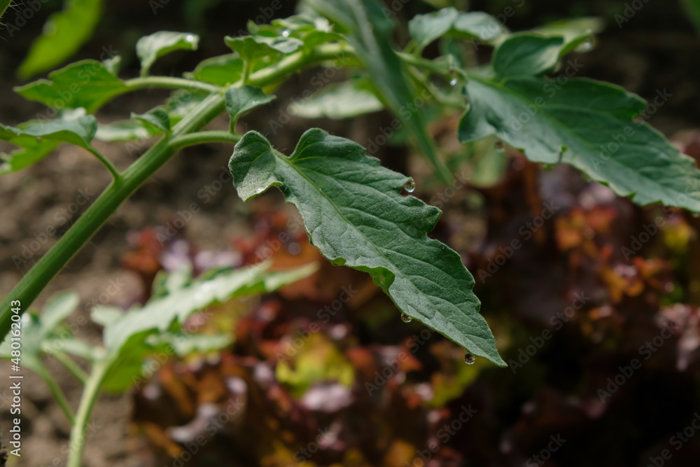 Fototapeta premium Water condensation on a tomato leaf in a greenhouse.