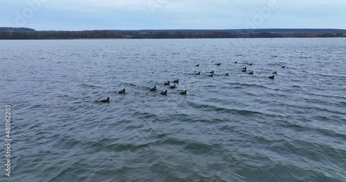 Wallpaper Mural Bird wildlife nature landscapes. Flight over ducks natural migration. Torontodigital.ca