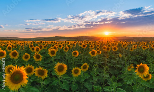 Sunset over field of sunflowers 