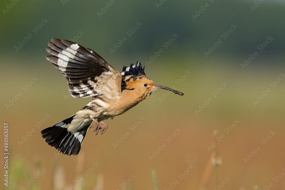 Dudek (Upupa epopee) hoopoe