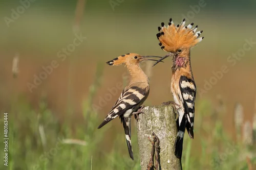 Obraz Dudek (Upupa epopee) hoopoe