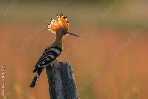 Obraz Dudek (Upupa epopee) hoopoe