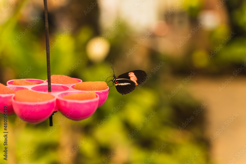 Heliconius melpomene butterfly feeding on a solid compound