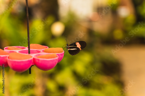Obraz na płótnie Heliconius melpomene butterfly feeding on a solid compound w salonie