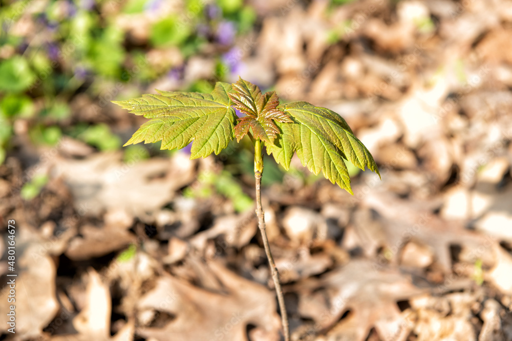 Fototapeta premium Maple tree sprout with green leaves grow in forest soil sunny natural background, plant