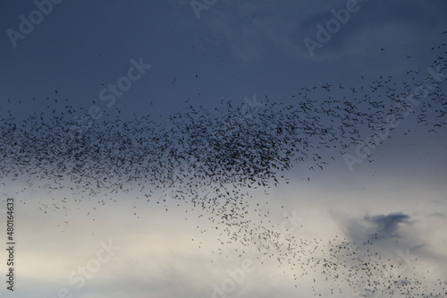a lot of bats flying to the moon background