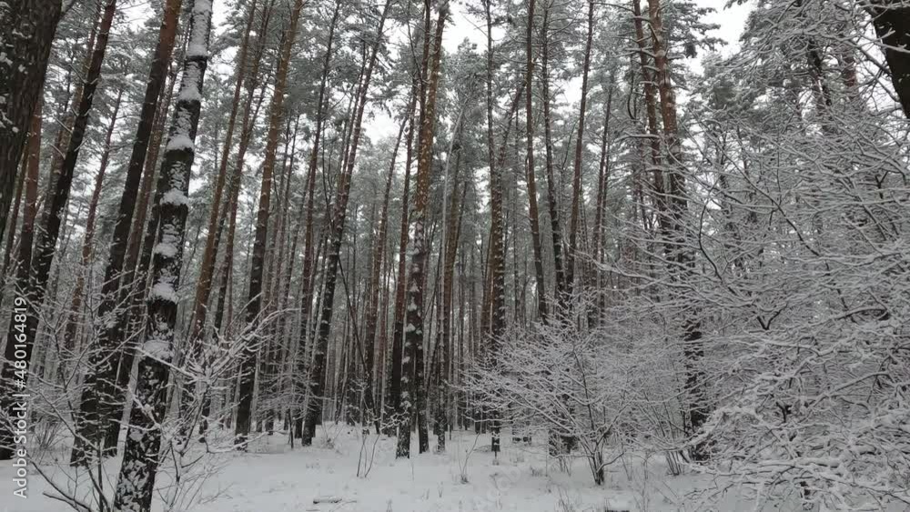 Beautiful forest winter, snowy landscapes. Snow lies on tree branches and on the ground. Beautiful forest winter, snowy landscapes. Snow lies on tree branches and on the ground.