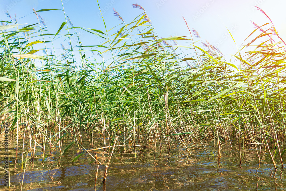 Obraz premium Green water grass under blue sunny sky
