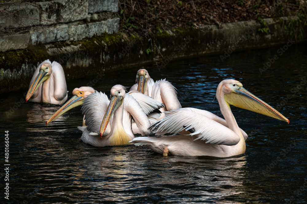 Great White Pelican, Pelecanus onocrotalus in a park Great White Pelican, Pelecanus onocrotalus in a park