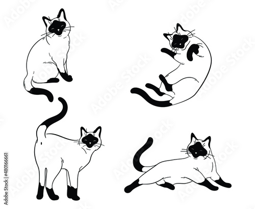 Set or siamese cats. Сollection of cute posing kittens. Fluffy pets. Vector illustration isolated on white background.