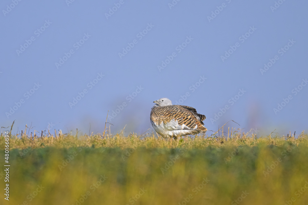 Fototapeta premium Great bustards on a field in winter