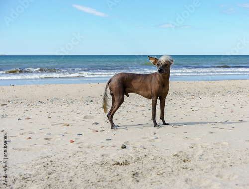 A pet dog on a sea shore. Pedigree dog Xoloitzkuintli or Mexican Crested Dog.