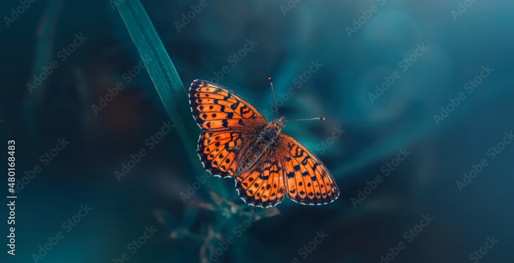 Macro or an orange butterfly on teal and green colored grass. Shallow depth of field, dreamy and magical scenery, light shining from the corner. Wide horizontal photo Macro or an orange butterfly on teal and green colored grass. Shallow depth of field, dreamy and magical scenery, light shining from the corner. Wide horizontal photo