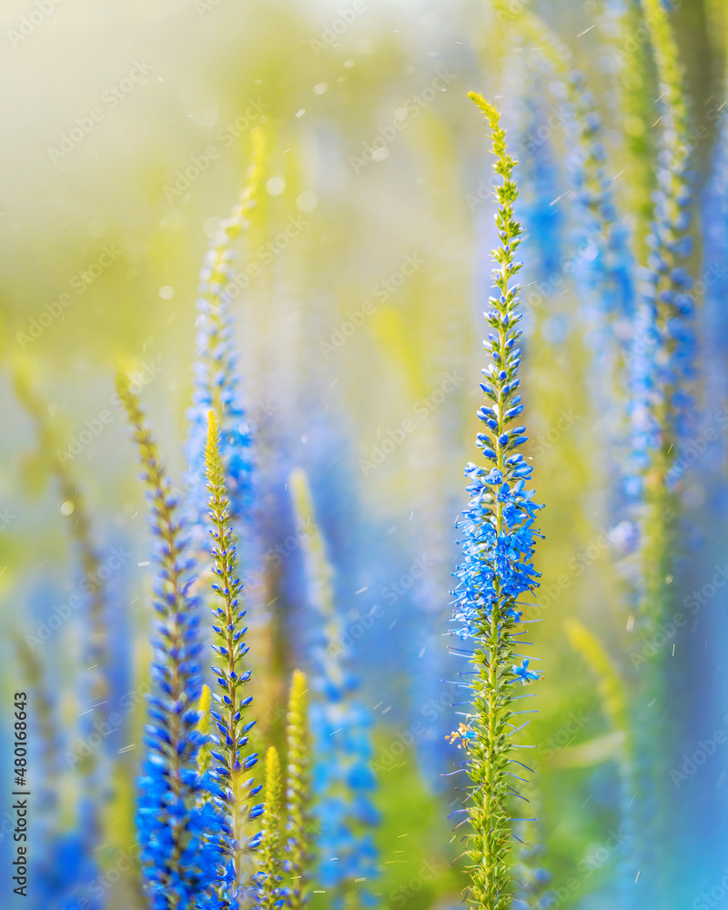 Macro of blue flowers with green background. Magical floating dust in the air. Magical scenery. Shallow depth of field Macro of blue flowers with green background. Magical floating dust in the air. Magical scenery. Shallow depth of field