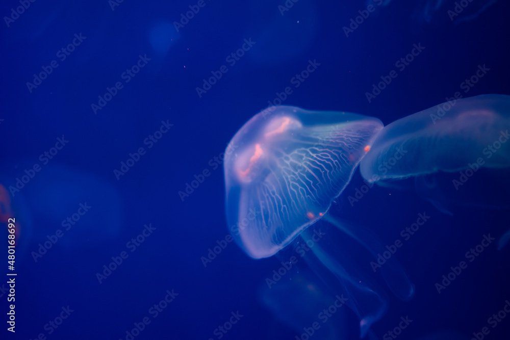 jelly fish in the aquarium jelly fish in the aquarium