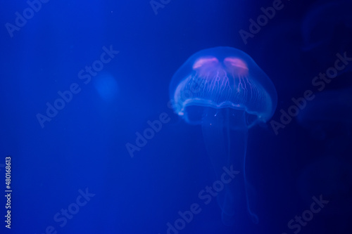 Closeup of Sea Moon jellyfish translucent blue light color and dark background.Aurelia aurita swimming underwater shots glowing jellyfish moving in water pattern.  © loveyousomuch
