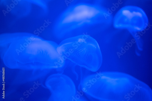 Closeup of Sea Moon jellyfish translucent blue light 