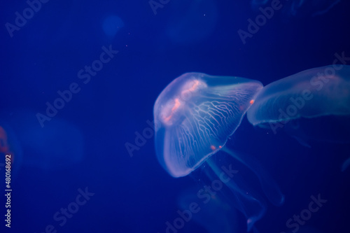jelly fish in the aquarium © loveyousomuch