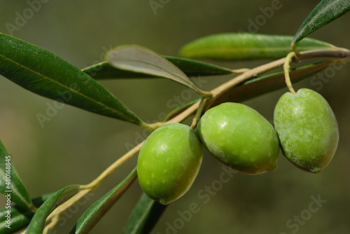 Close up of three green, unripe olives hanging from a branch on a tree against a green background