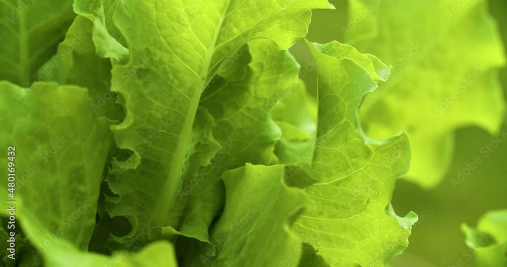 Green lettuce leaves on the garden bed. Fresh herbs. Healthy lifestyle, vegetarianism. Green lettuce leaves on the garden bed. Fresh herbs. Healthy lifestyle, vegetarianism.