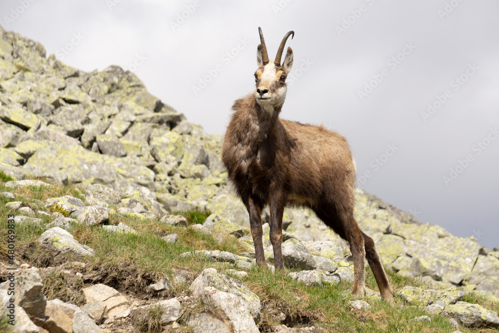 Tatra Chamois (Rupicapra rupicapra tatrica) in the natural environment. Tatra Chamois (Rupicapra rupicapra tatrica) in the natural environment.